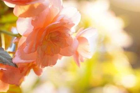 ふんわりおはなさん