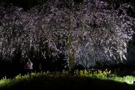 夜桜