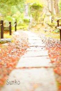 もみじかつ散る頃