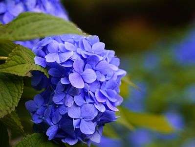 ムラサキばたけ