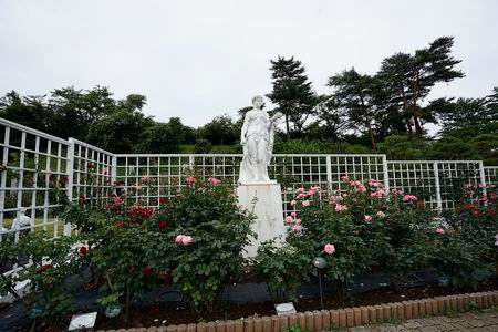 生田緑地薔薇園201605