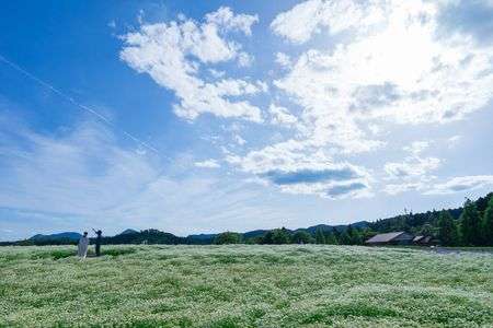 カモミールが咲く頃