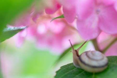 紫陽花とカタツムリ