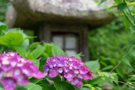 神社の紫陽花
