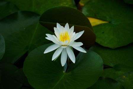 暑かった！蓮華寺池