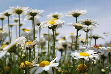 カモミール＠横浜