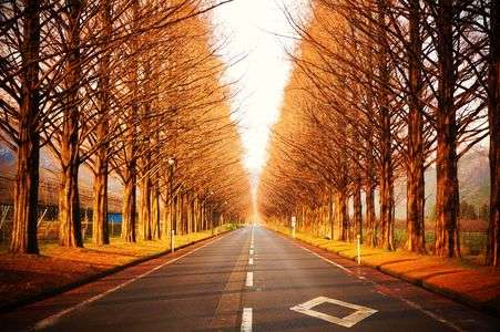 【木と葉】メタセコイヤ