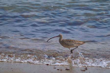 #ホウロクシギ#