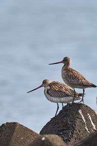 #オオソリハシシギ#