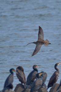 #ホウロクシギ#