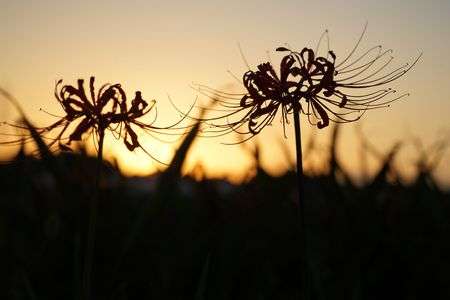 夕暮れの彼岸花