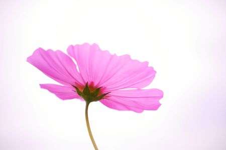 美・サイレント