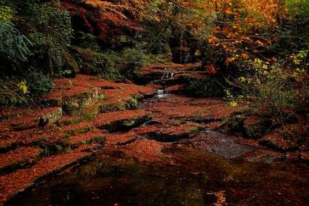 散りても、なお