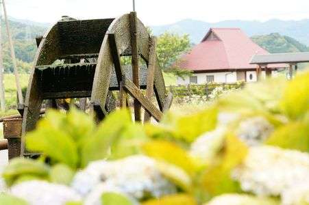 水車とアジサイ
