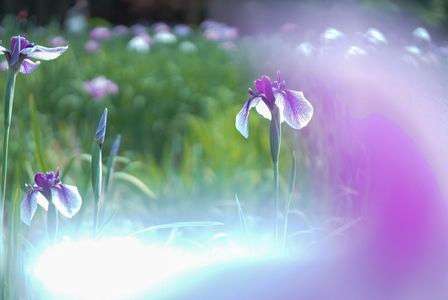 私を見てとの言霊と菖蒲の花