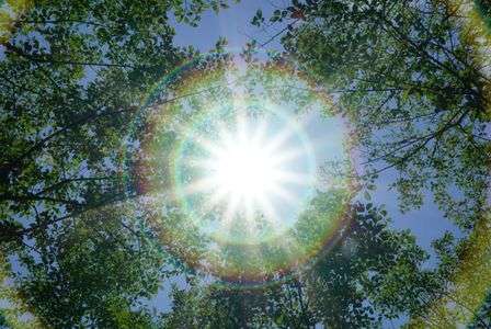 木陰に差す光明