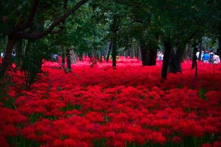 あかい　あかい　曼珠沙華