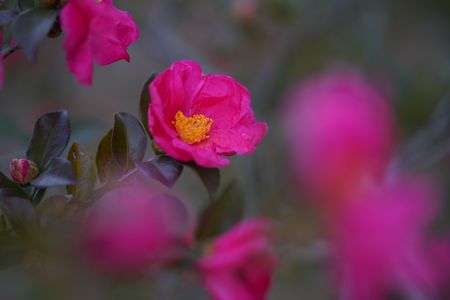 山茶花に会いたくて
