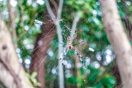 蜘蛛用ハンモック