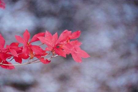 こうせつ園の効用