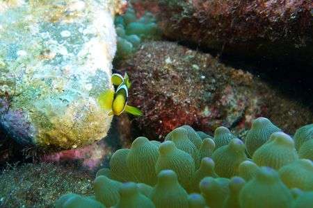 もしかして生まれた？