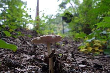 サントリー白州工場 野鳥の森