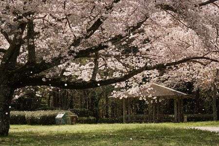 桜散る