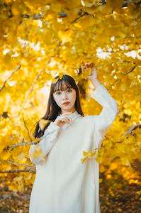 Bring the ginkgo tree branches closer