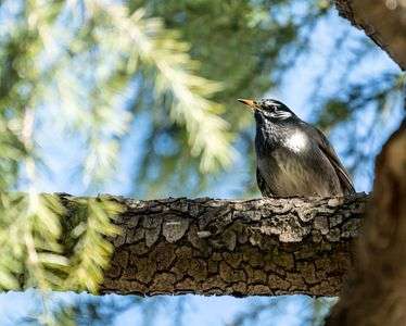 ムクドリさん - はじめての鳥撮り Day 1