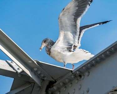セグロカモメさん - はじめての鳥撮り Day 3