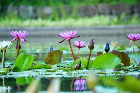 フラリエの睡蓮