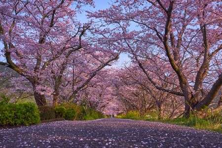 桜のトンネル