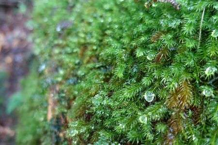 屋久島　ー雨しずくー