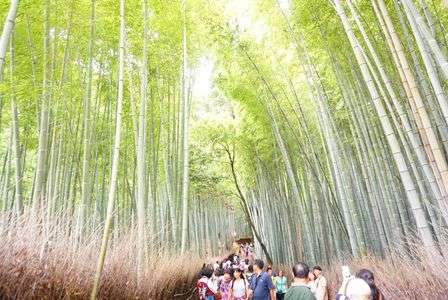 bamboo forest