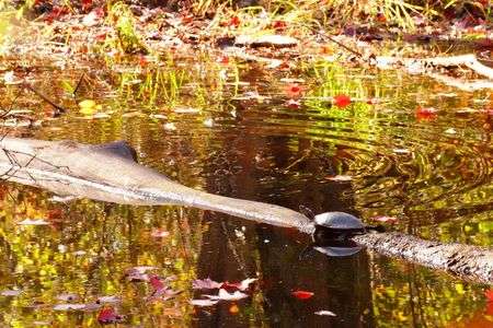 甲羅干し　あーいい気持ち