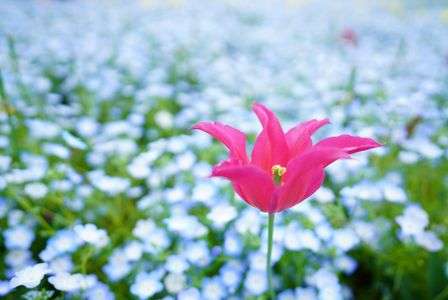 なばなの里にて