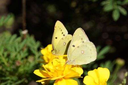 なかよしな蝶々