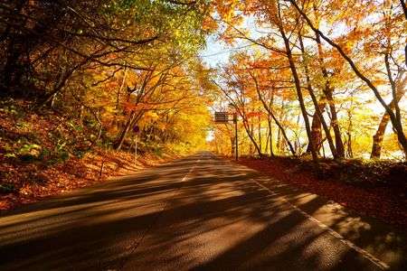 黄金色に包まれて