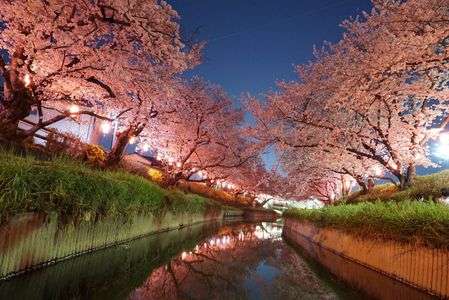 近所の桜道