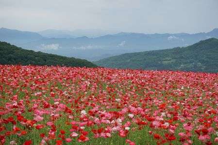 天空のポピー