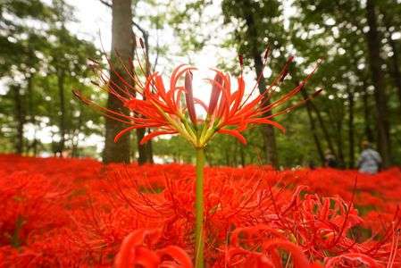彼岸花