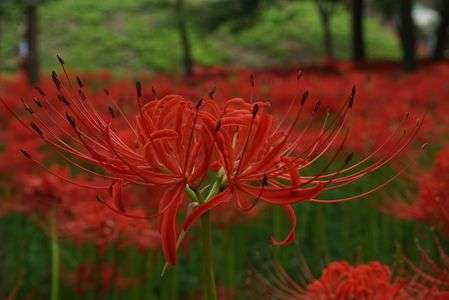 彼岸花