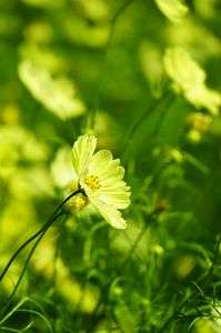 万博記念公園花の丘のコスモス(2)