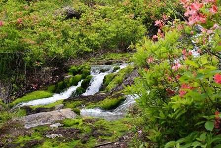 チャツボミゴケ公園