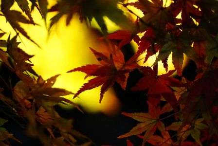 香嵐渓 ライトアップ