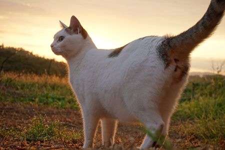 朝日の中の猫2