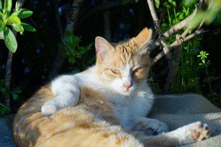 桜猫ちゃんAt Home