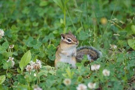花の中のシマリー