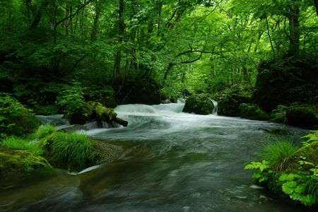新緑の奥入瀬