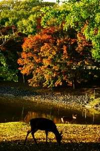 奈良の秋　紅葉間近